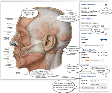 Thieme Example